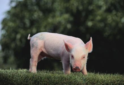 2017年全球豬肉產(chǎn)量11103.4萬噸，增長(zhǎng)0.97%