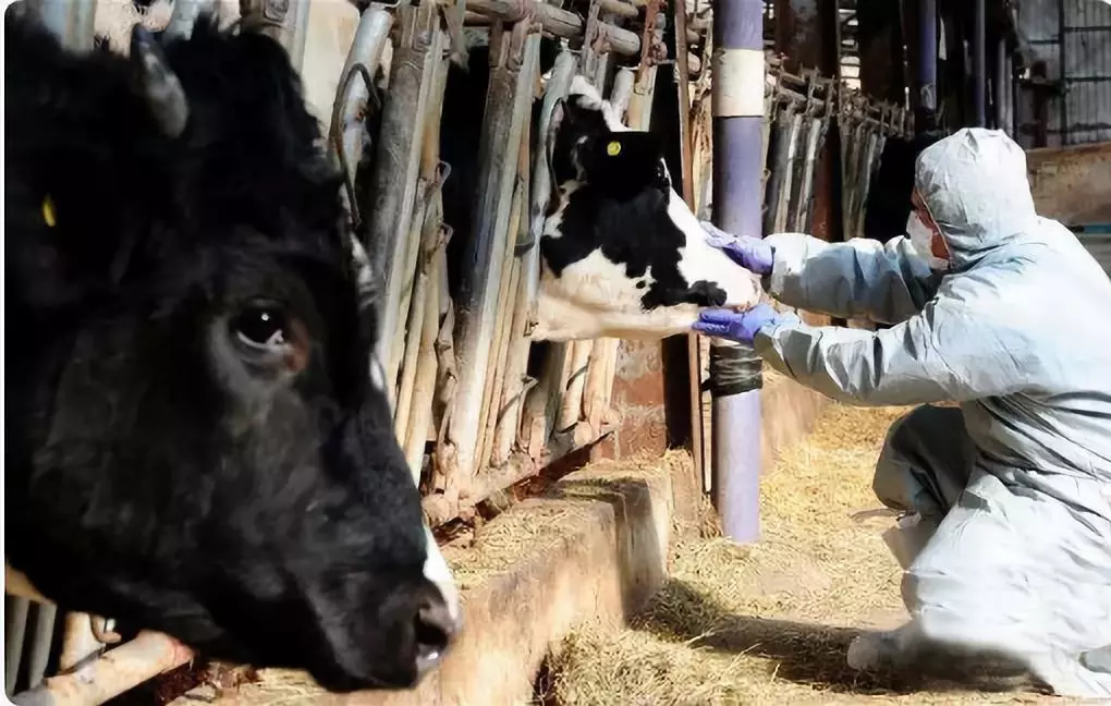 最新！安徽宣城發(fā)生非洲豬瘟疫情 炭疽豬瘟瘋牛病之間有關(guān)聯(lián)嗎