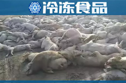 農業農村部通報河北首例非洲豬瘟疫情！“豬”又告急，“肉”更難安！