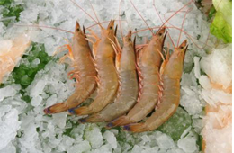 海關總署宣布：暫停沙特蝦進口！伊朗蝦取得正關進口許可