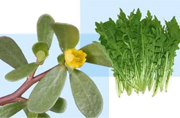 薺菜之后，蒲公英、馬齒莧入餡，野菜概念類產品能否野蠻生長？