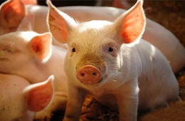 雛鷹農牧VS牧原股份：河南兩兄弟，同養豬怎就不同命？