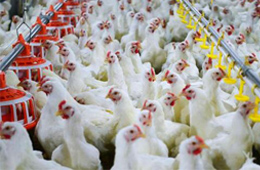 圣農(nóng)發(fā)展凈利飆升170%！2020年超級雞周期還會(huì)繼續(xù)嗎？