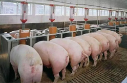 數據 | 九大上市豬企2019生豬出欄量大比拼，誰是“第一豬倌”？