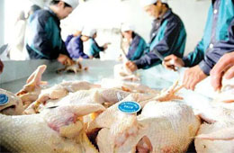 關注丨活禽交易，放開還是禁止？問題難在哪里？