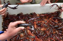 活蝦價格猛跌5成，出口訂單銳減6成，疫情下的小龍蝦還能“火”嗎？