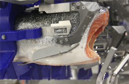 三文魚、白肉魚等水產(chǎn)品自動化加工升級加速！