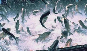 飼料漲，肉價漲，設(shè)備價也漲，新一輪漲價潮要來了？