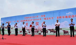 金星啤酒跨界養(yǎng)牛，投資5億做“雪花紅牛”